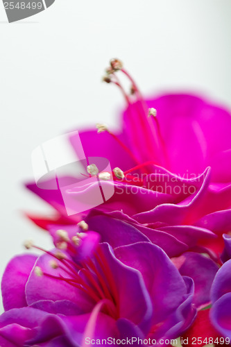 Image of Isolated red pink flower detail