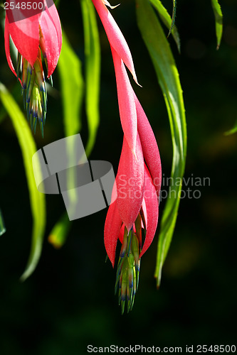 Image of Red flower fronting a neutral background