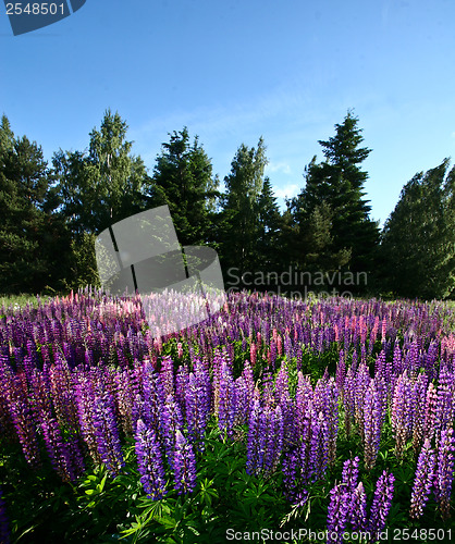 Image of Lupinus, commonly known as lupin or lupine  and blue sky