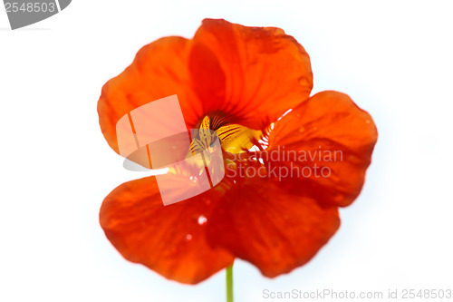 Image of Red flower close up