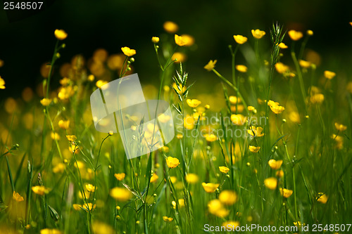 Image of Garden with colorful flowers