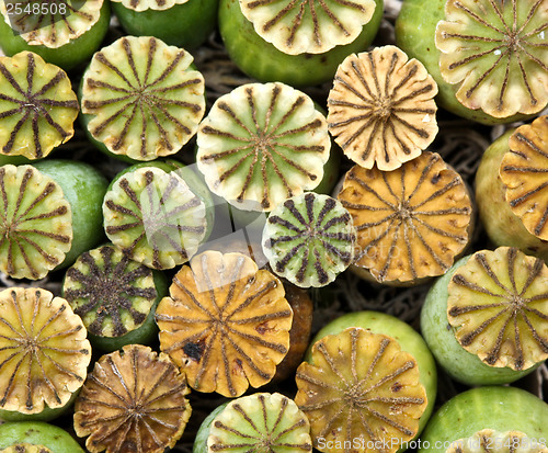 Image of Opium poppy seed capsule

