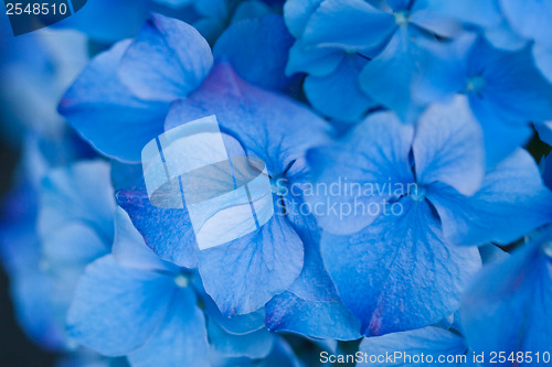 Image of Close up of blue flowers