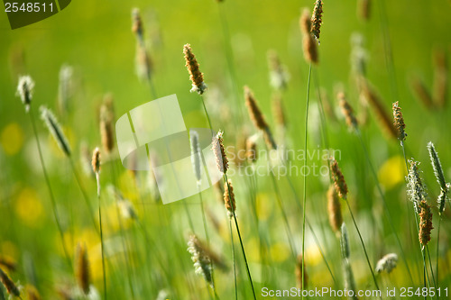Image of Grass detail