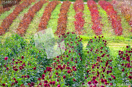 Image of Dahlias field in Denmark