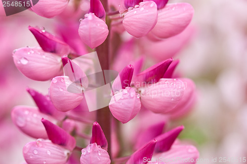 Image of Lupinus, commonly known as lupin or lupine 