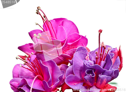 Image of Isolated red pink flower detail