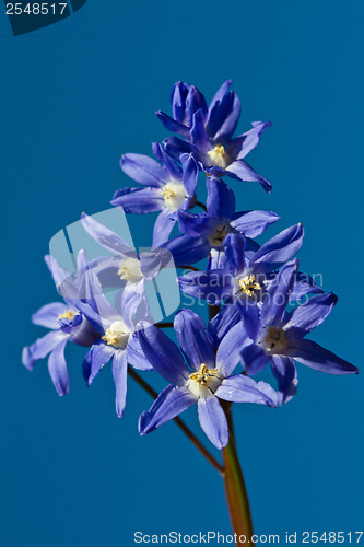 Image of Delphinium flower shot against a blue sky