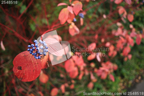 Image of Plant with purple berries and red leaves