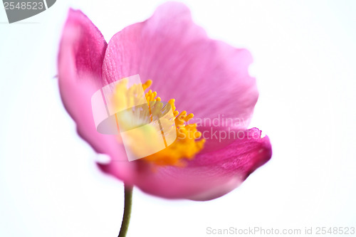 Image of Pink daisy flower close up