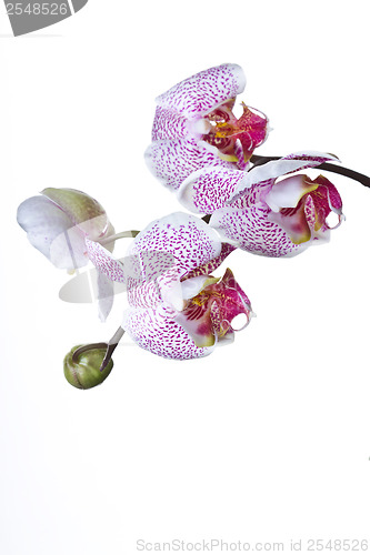 Image of Close up of an orchid