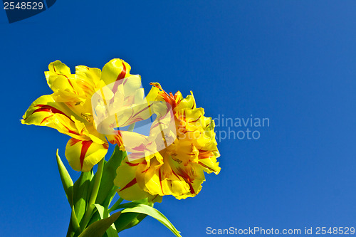 Image of Yellow flowers against a blue sky