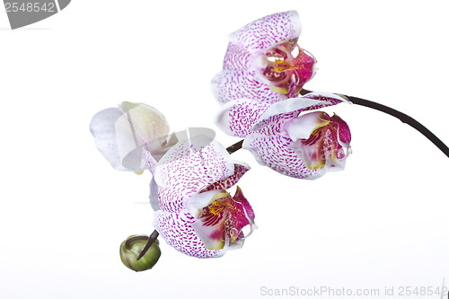 Image of Close up of an orchid