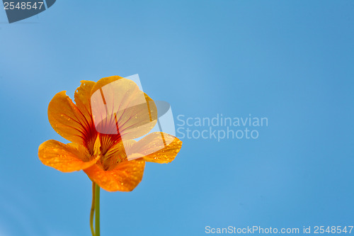 Image of Orange flower and blue sky