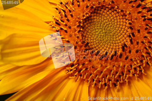 Image of Sunflower close up 