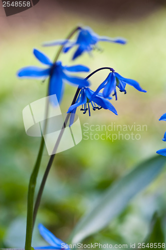 Image of Blue wild flower in the grass