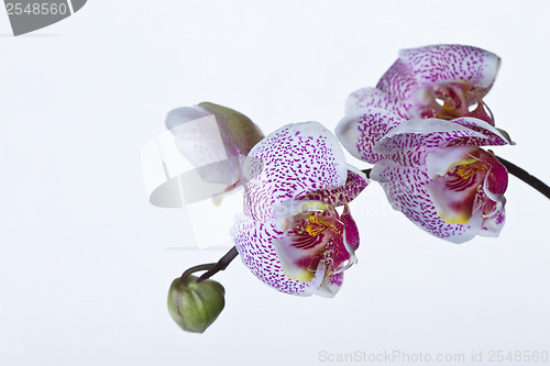 Image of Close up of an orchid