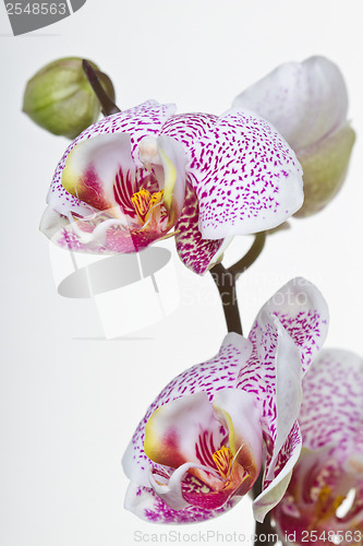 Image of Close up of an orchid