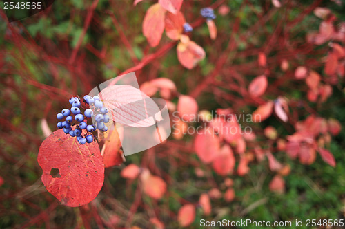 Image of Plant with purple berries and red leaves