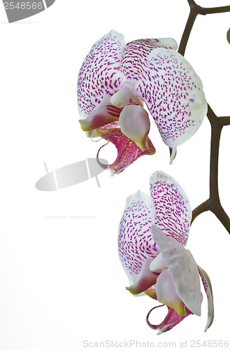 Image of Close up of an orchid