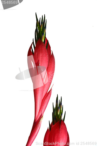 Image of Red flower fronting a neutral background
