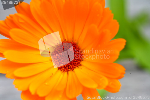Image of Red flower close up