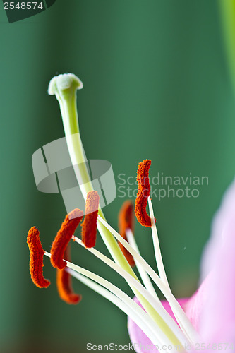 Image of Close up of a pink orchid with green background