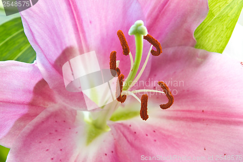 Image of Close up of a pink orchid