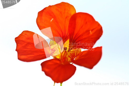 Image of Red flower close up