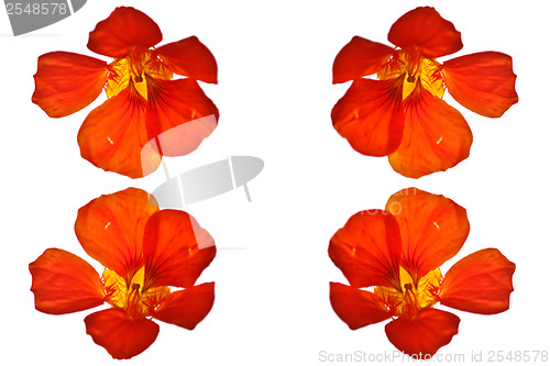 Image of Red flower close up
