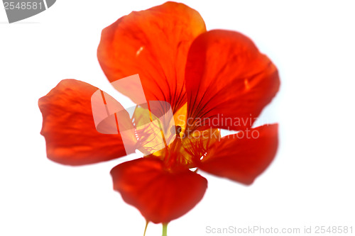Image of Red flower close up