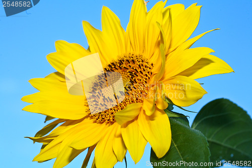 Image of Sunflower close up and blue sky