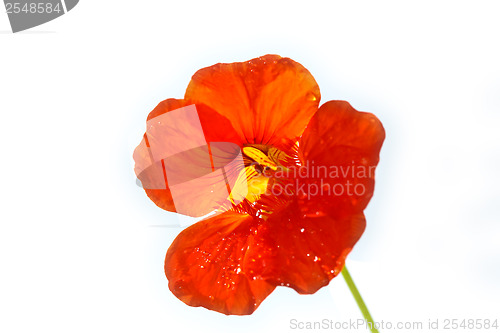 Image of Red flower close up