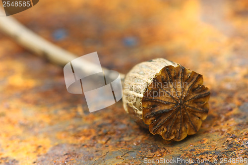 Image of Opium poppy seed capsule

