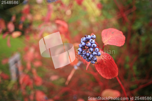 Image of Plant with purple berries and red leaves