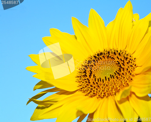 Image of Sunflower close up and blue sky