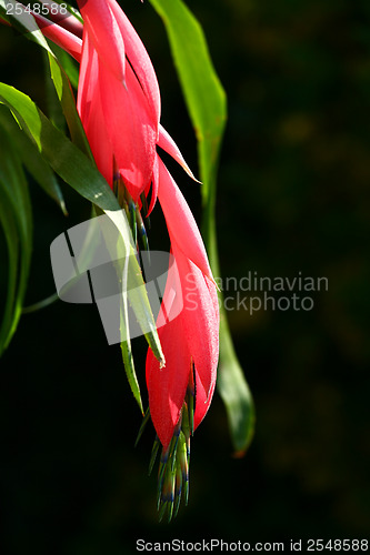 Image of Red flower fronting a neutral background