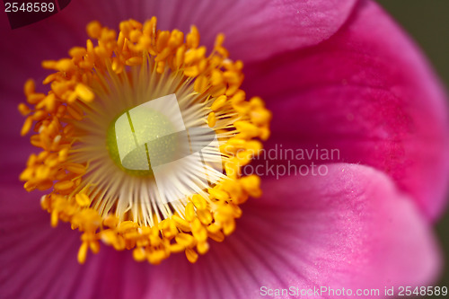 Image of Pink daisy flower close up