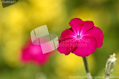 Image of Red flower fronting a yellow background