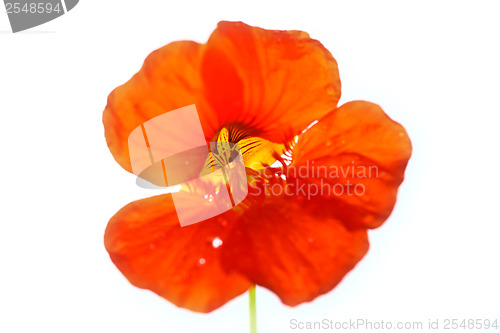 Image of Red flower close up