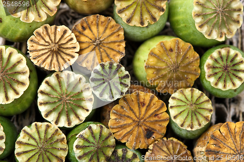 Image of Opium poppy seed capsule

