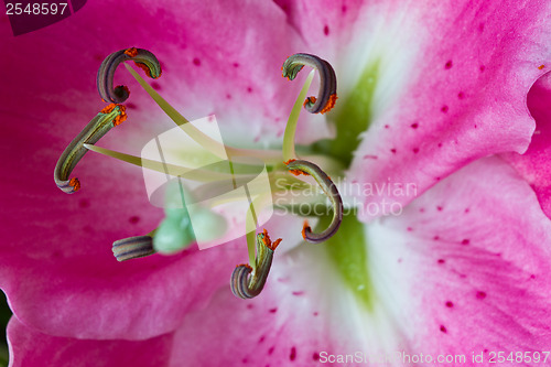 Image of Close up of a pink orchid