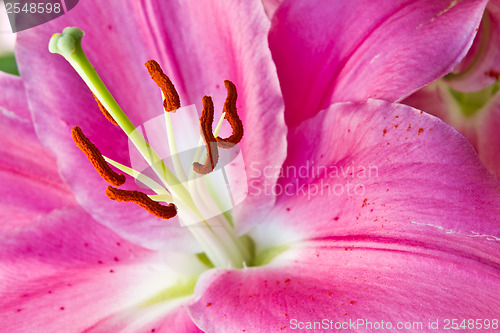 Image of Close up of a pink orchid