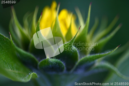 Image of Sunflower close up 