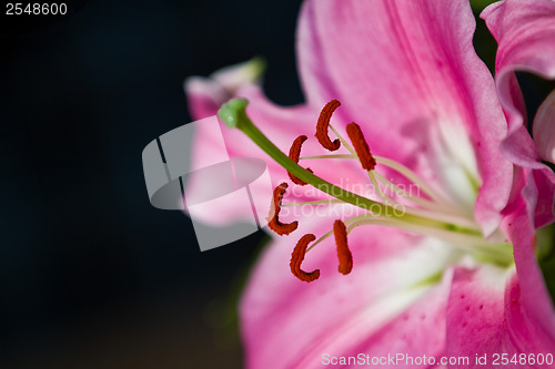 Image of Close up of a pink orchid