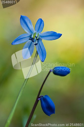 Image of Blue wild flower in the grass