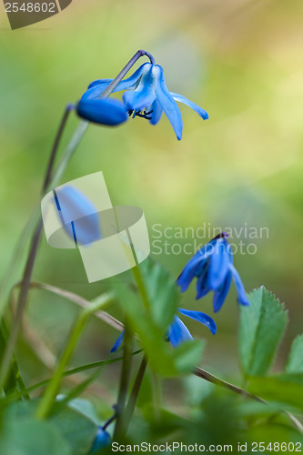 Image of Blue wild flower in the grass