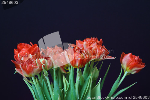 Image of Red tulips in a vase