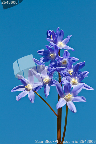 Image of Delphinium flower shot against a blue sky