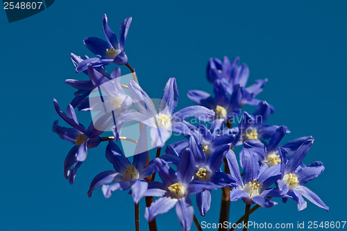 Image of Delphinium flower shot against a blue sky